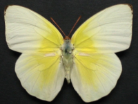 Catopsilia pomona - Adult